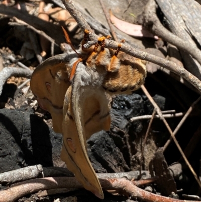 Opodiphthera helena (Helena Gum Moth) at Namadgi National Park - 23 Dec 2023 by AdamHenderson