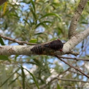Psaltoda claripennis at Hatton Vale, QLD - 31 Dec 2023