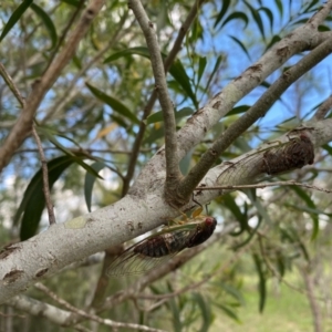 Psaltoda claripennis at Hatton Vale, QLD - 31 Dec 2023