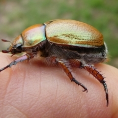 Anoplognathus suturalis (Centreline Christmas beetle) at Charleys Forest, NSW - 31 Dec 2023 by arjay