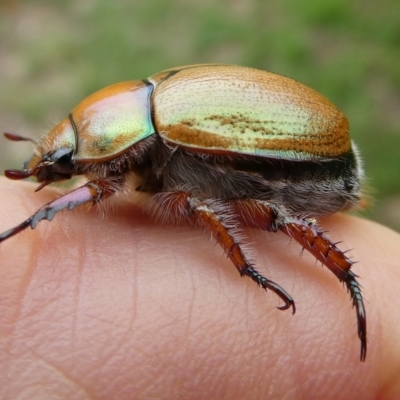 Anoplognathus suturalis (Centreline Christmas beetle) at Charleys Forest, NSW - 31 Dec 2023 by arjay