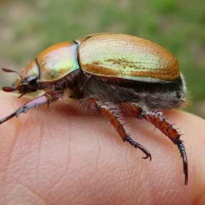 Anoplognathus suturalis (Centreline Christmas beetle) at QPRC LGA - 31 Dec 2023 by arjay