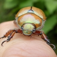 Anoplognathus suturalis at QPRC LGA - 31 Dec 2023