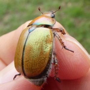 Anoplognathus suturalis at QPRC LGA - suppressed