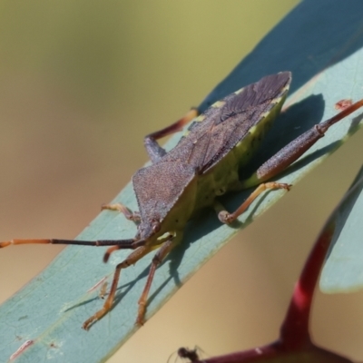 Unidentified True bug (Hemiptera, Heteroptera) at Table Top, NSW - 29 Dec 2023 by KylieWaldon