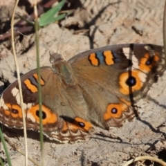 Junonia villida (Meadow Argus) at Table Top, NSW - 29 Dec 2023 by KylieWaldon