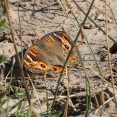 Junonia villida at Albury - 30 Dec 2023