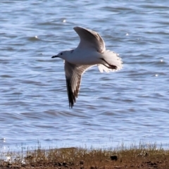 Chroicocephalus novaehollandiae (Silver Gull) at Albury - 30 Dec 2023 by KylieWaldon