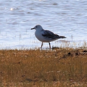 Chroicocephalus novaehollandiae at Albury - 30 Dec 2023 07:18 AM