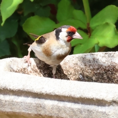 Carduelis carduelis (European Goldfinch) at West Wodonga, VIC - 29 Dec 2023 by KylieWaldon