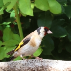 Carduelis carduelis at Wodonga - 29 Dec 2023 03:29 PM