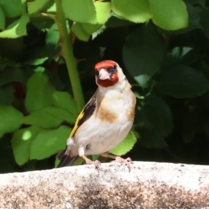 Carduelis carduelis at Wodonga - 29 Dec 2023 03:29 PM