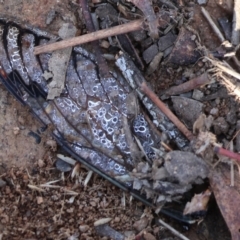 Psaltoda moerens (Redeye cicada) at Wodonga - 27 Dec 2023 by KylieWaldon