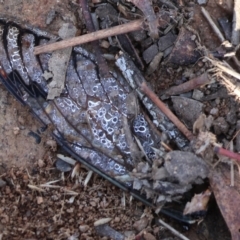 Psaltoda moerens (Redeye cicada) at WREN Reserves - 28 Dec 2023 by KylieWaldon