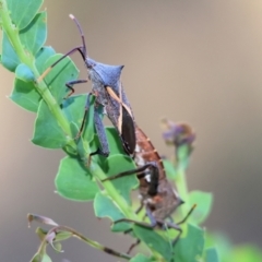 Mictis profana (Crusader Bug) at WREN Reserves - 27 Dec 2023 by KylieWaldon