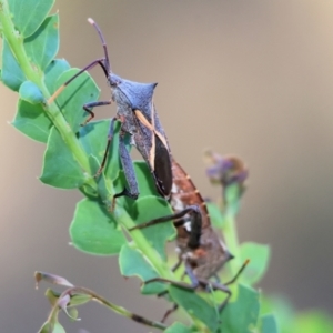 Mictis profana at WREN Reserves - 28 Dec 2023 07:46 AM