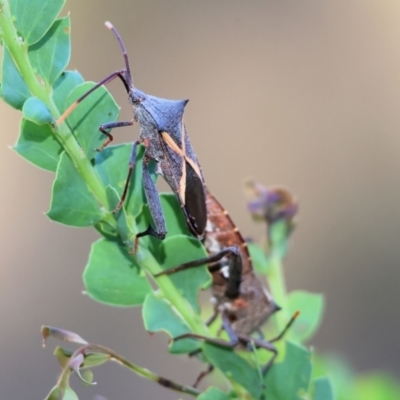 Mictis profana (Crusader Bug) at Wodonga - 27 Dec 2023 by KylieWaldon