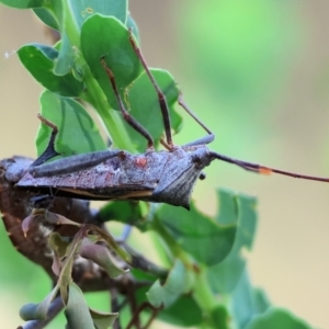 Mictis profana at WREN Reserves - 28 Dec 2023