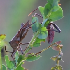 Mictis profana at WREN Reserves - 28 Dec 2023