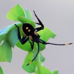 Mictis profana (Crusader Bug) at Wodonga, VIC - 27 Dec 2023 by KylieWaldon