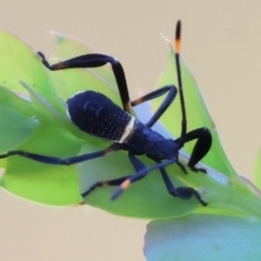 Mictis profana at Wodonga - 28 Dec 2023