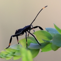 Mictis profana at Wodonga - 28 Dec 2023 07:47 AM