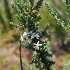 Olearia algida (Alpine Daisy Bush) at Namadgi National Park - 18 Dec 2023 by RAllen