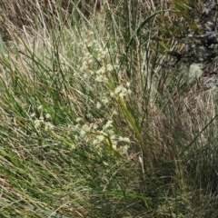 Aciphylla simplicifolia (Mountain Aciphyll) at Namadgi National Park - 18 Dec 2023 by RAllen