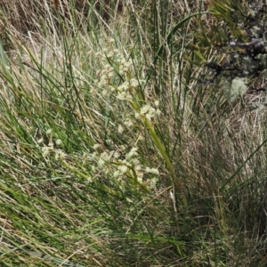 Aciphylla simplicifolia at Namadgi National Park - 18 Dec 2023