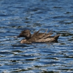 Stictonetta naevosa (Freckled Duck) at West Belconnen Pond - 30 Dec 2023 by Caric