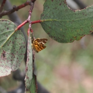 Chrysolarentia chrysocyma at Namadgi National Park - 18 Dec 2023