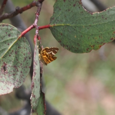 Chrysolarentia chrysocyma (Small Radiating Carpet) at Cotter River, ACT - 18 Dec 2023 by RAllen