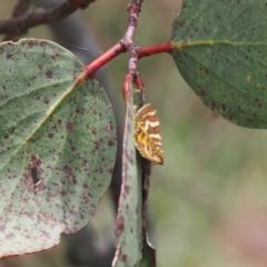Chrysolarentia chrysocyma at Namadgi National Park - 18 Dec 2023