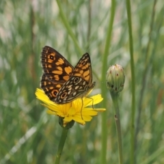 Oreixenica orichora (Spotted Alpine Xenica) at Bimberi, ACT - 18 Dec 2023 by RAllen