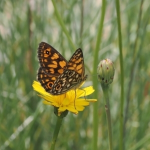 Oreixenica orichora at Namadgi National Park - 18 Dec 2023