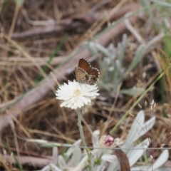 Neolucia agricola (Fringed Heath-blue) at Brindabella, ACT - 18 Dec 2023 by RAllen