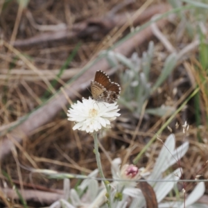 Neolucia agricola at Bimberi Nature Reserve - 18 Dec 2023