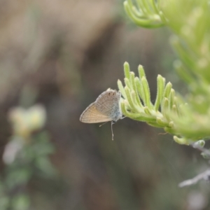 Nacaduba biocellata at Namadgi National Park - 18 Dec 2023