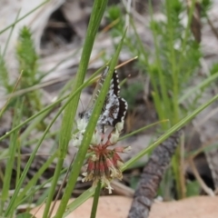 Neolucia agricola (Fringed Heath-blue) at Namadgi National Park - 18 Dec 2023 by RAllen