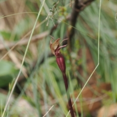 Chiloglottis sp. (A Bird/Wasp Orchid) at Cotter River, ACT - 18 Dec 2023 by RAllen