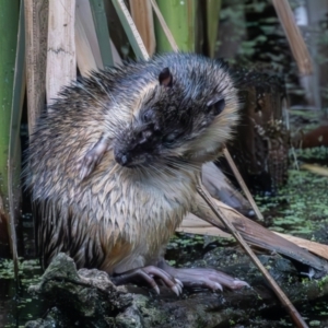 Hydromys chrysogaster at Jerrabomberra Wetlands - 1 Jan 2024