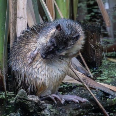 Hydromys chrysogaster (Rakali or Water Rat) at Jerrabomberra Wetlands - 1 Jan 2024 by rawshorty