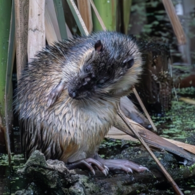 Hydromys chrysogaster (Rakali or Water Rat) at Jerrabomberra Wetlands - 31 Dec 2023 by rawshorty
