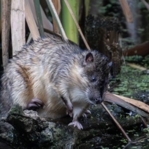 Hydromys chrysogaster at Jerrabomberra Wetlands - 1 Jan 2024