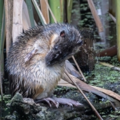 Hydromys chrysogaster at Jerrabomberra Wetlands - 1 Jan 2024