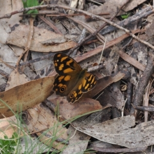 Heteronympha solandri at Namadgi National Park - 18 Dec 2023