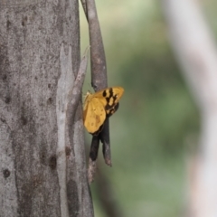 Heteronympha solandri at Namadgi National Park - 18 Dec 2023 03:43 PM