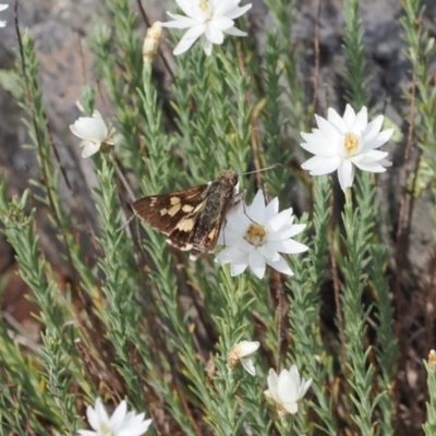 Trapezites phigalioides (Montane Ochre) at Brindabella, NSW - 18 Dec 2023 by RAllen