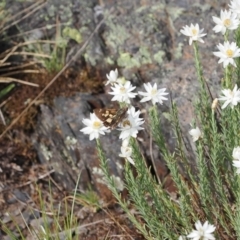 Trapezites phigalioides at Bimberi Nature Reserve - 18 Dec 2023