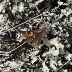 Trapezites phigalioides at Bimberi Nature Reserve - 18 Dec 2023